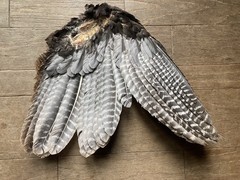 1 (One) Grade #1 Wild Eastern Tom Turkey Whole Left Wing Fletching Fly Tying