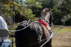 LARGE PONY SIZE Beginner HARNESS made from Beta Biothane