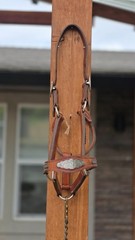 Vintage MacPherson Los Angeles Show Halter North & Judd Buckles Silver Overlay