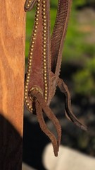 One Ear Slot Headstall Dark Oil with Brass Dots, Buckles and Conchos