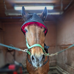 NE EquiWellness Horse Red Light Therapy Poll Cap / Leg Wrap Near Infrared Equine