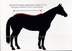 Bucas Show Shamrock Power Stay Dry Fabric In Breathable Technical Fabric