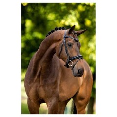 BR Flash Nosebands (1 Cob & 1 Horse) and Patent Browband