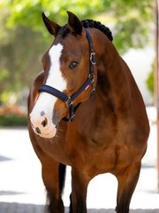 LeMieux Essence Headcollar – Navy