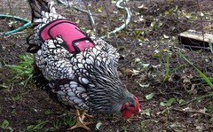 Rugged Burgundy Chicken Saddle for Standard Breeds – Feather Protection Included