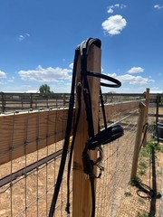 Black CWD Dressage Bridle Size 2
