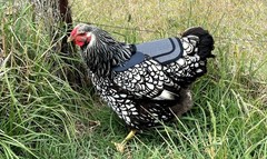 Chicken Saddle with Adjustable Straps – Grey Mesh