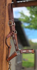 Vintage MacPherson Los Angeles Show Halter North & Judd Buckles Silver Overlay