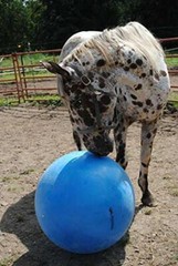 Horsemen’s Pride 30-Inch Mega Ball for Horses, Blue Assorted Colors
