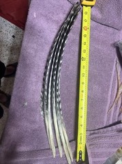 Wild Turkey Primary Barred Wing Feathers Set Of Five Feathers Art Archery Crafts