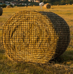 Knotless 5x5ft Round Bale Horses Hay Net 1.75″ Round for Livestocks Slow Feeder