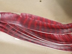 vtg BEAR Archery M 400 Full Length TURKEY Pointers LW natural barred FEATHERS