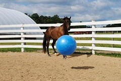 Horsemen’s Pride 30-Inch Mega Ball for Horses, Blue Assorted Colors