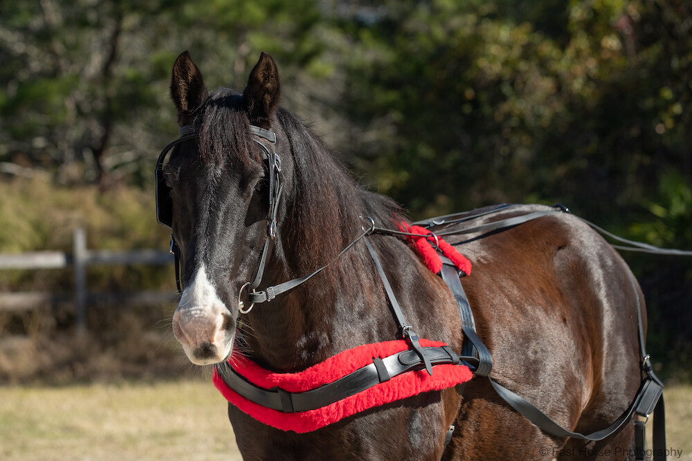LARGE PONY SIZE Beginner HARNESS made from Beta Biothane