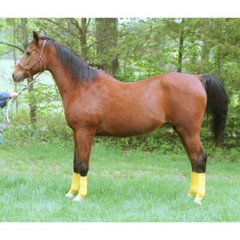 New! 6 pack CO-FLEX SELF ADHESIVE FLEXIBLE BANDAGE WRAP For horse leg 13 COLORS!