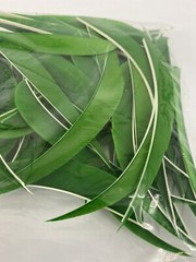 50 PACK TrueFlight 5″ Inch Archery Feathers Right Wing Parabolic Cut Green NEW