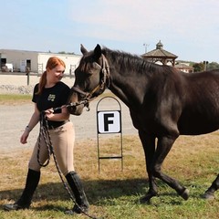 8Pcs Dressage Letters Arena Markers,Metal Dressage Arena Letters Dressage