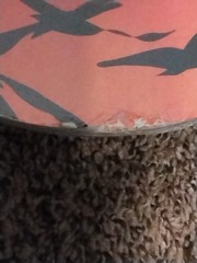 TA by Dorsa Sports Animal Print Skateboard, Muilti-color