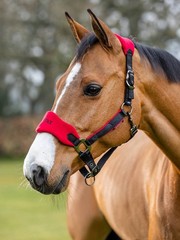 LeMieux Vogue Headcollar & Leadrope – Chilli
