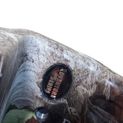 Martin Archery Adventure Series Threshold Camo 70 Lb Draw Wt 31″ Draw Length Bow