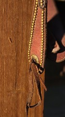 One Ear Slot Headstall Dark Oil with Brass Dots, Buckles and Conchos