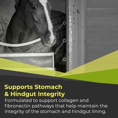 GastroMend XC, 100% Natural Equine Stomach Health for Horses, Promotes Healin…