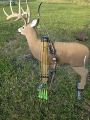 Hoyt Buffalo Fred Eichler Signature Series Recurve 42lb