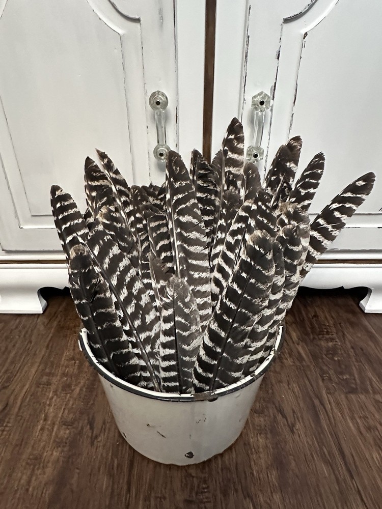 50 – Turkey Primary Feathers For Arrow Fletching Left Wing