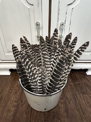 50 – Turkey Primary Feathers For Arrow Fletching Left Wing