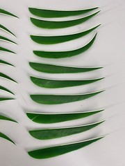 50 PACK TrueFlight 5″ Inch Archery Feathers Right Wing Parabolic Cut Green NEW