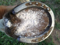 No More Horse Thrush Natural Thrush Hoof Treatment Clay Powder Healthy Hooves