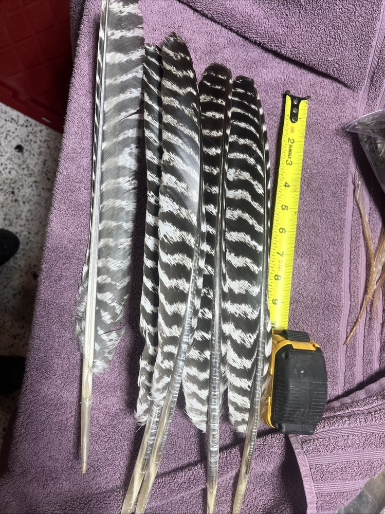 Wild Turkey Primary Barred Wing Feathers Set Of Five Feathers Art Archery Crafts