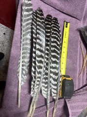 Wild Turkey Primary Barred Wing Feathers Set Of Five Feathers Art Archery Crafts