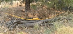 52 lbs NEW 28″ Draw NEW Osage Orange Long Bow LongBow