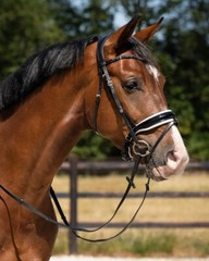 QHP Lupine Patent Leather Dressage Bridle – Black/Gun Metal or Dark Brown/Beige