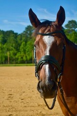 Otto Schumacher snaffle dressage bridle. Full size. Lightly used.