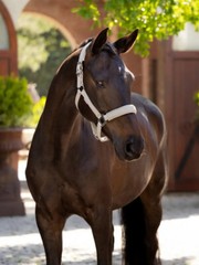 LeMieux Essence Headcollar – Stone