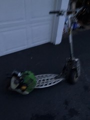 Evo 2x Original Puzey Active Gas Scooter Goped Go-ped Go Ped Bladez