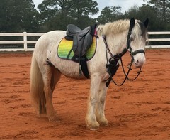 17.5 Courbette Vision MW Close Contact Saddle