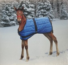 NEW Quilted Adjustable Foal Blanket Royal Blue 420D Water Resistant 28-44″