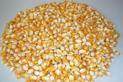 4lbs Whole Feed Corn for Cornhole Bags, Heating Pads, Crafts, Animal Feed
