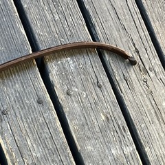 Bear Archery Brown Bear #45 Vintage Recurve Bow Brown 45lbs. 60in.