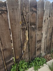 Bob Lee Signature Recurve Bow 65lbs @29″ 62″ Long Right Hand 3pc Takedown bow