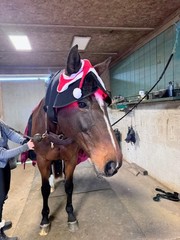 NE EquiWellness Horse Red Light Therapy Poll Cap / Leg Wrap Near Infrared Equine
