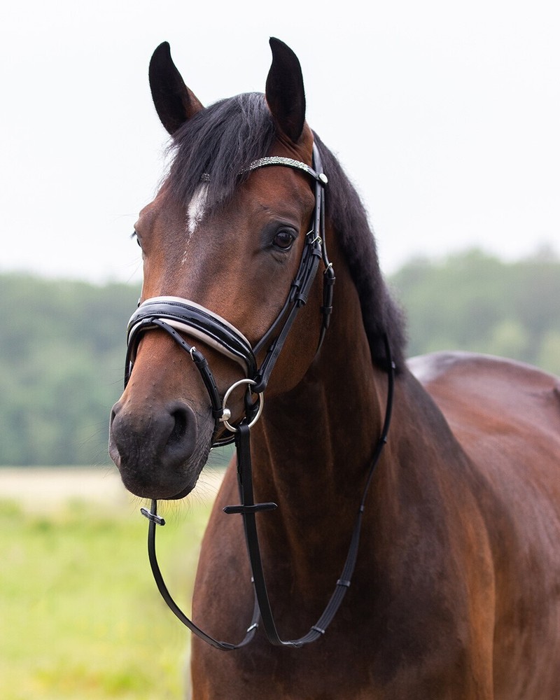 QHP Lupine Patent Leather Dressage Bridle – Black/Gun Metal or Dark Brown/Beige