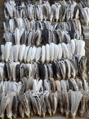 10 Pcs Turkey Feathers, Turkey BIOTS, Wing Feathers, Fly Tying Materials