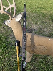 Hoyt Buffalo Fred Eichler Signature Series Recurve 42lb