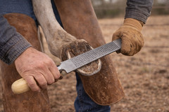 16.5″ Professional Farrier Horse Shoe Hoof Grooming Rasp w/ Wood Handle 98419