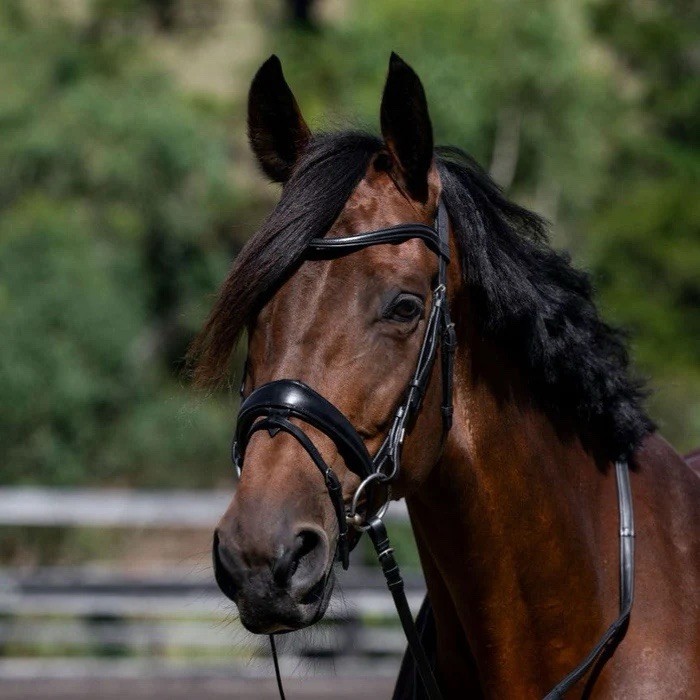 New Black U-Shaped/Curved Plain Raised Padded Browband – Full Horse