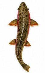 Tainbow Trout FISH Sticker Fishing Decal Car Fly Fish Cooler Tackle Kayak Boat